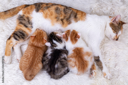 Pet animal  cute kitten baby cat and mother cat © Esin Deniz