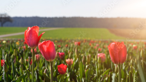 Wundersch  ne bl  hende Blumenwiese Tulpenwiese Fr  hling