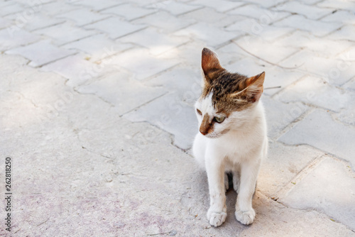 Stray three colored cat is sitting on pavement. Homeless animal outdoors. © Konstantin Aksenov