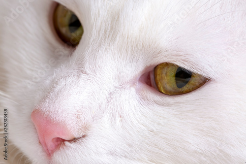 Pet animal; tabby cat face close up macro photo.