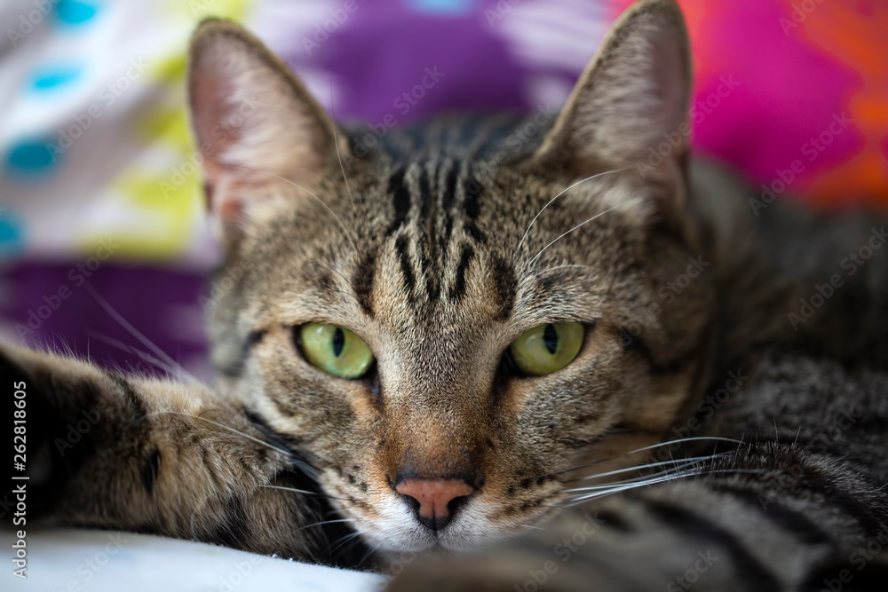 Pet animal; cute adult tabby cat indoor.