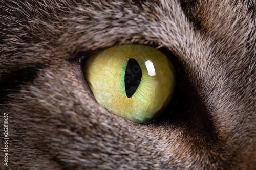 Pet animal; tabby cat green eye macro photo.
