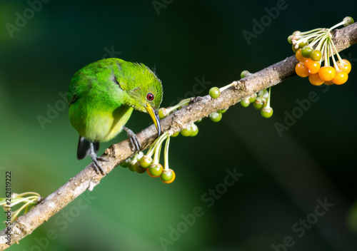 A female Green Honeycreeper eating the berries on the wild Tobacco Tree. photo