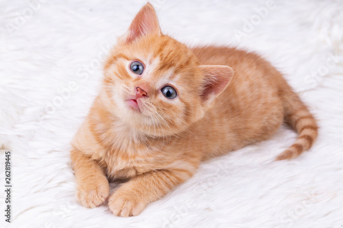 Pet animal  cute kitten baby cat indoor. © Esin Deniz