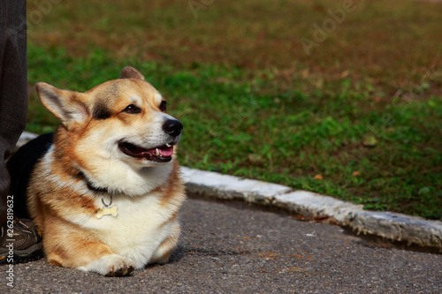 Dog breed Welsh Corgi Pembroke