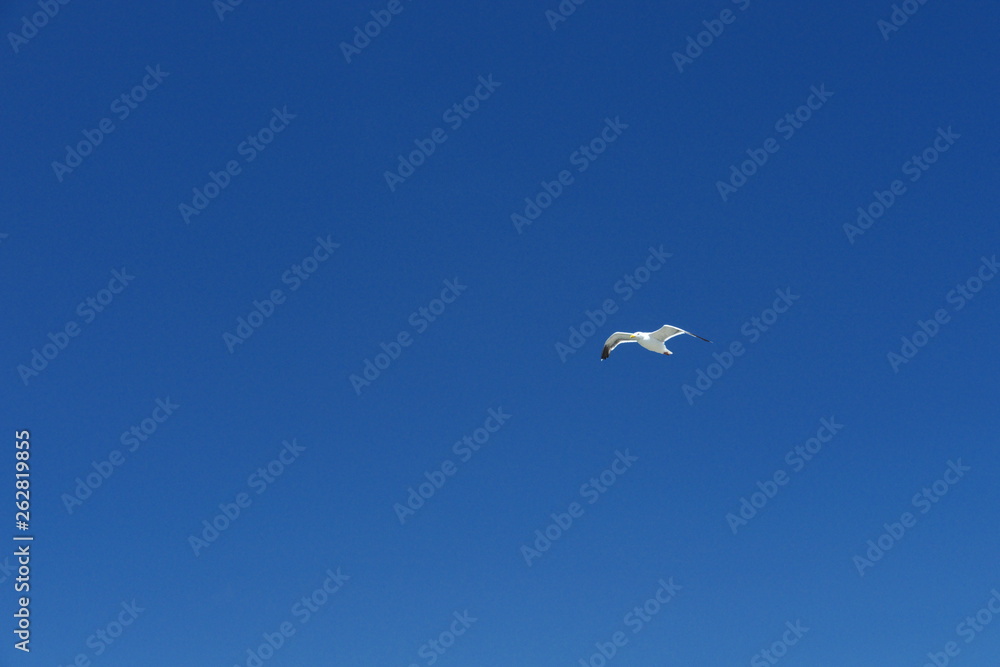 seagull flying in blue sky in San Francisco California USA