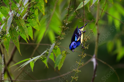 A Turquoise Tanager feeding on berries in the rainforest.