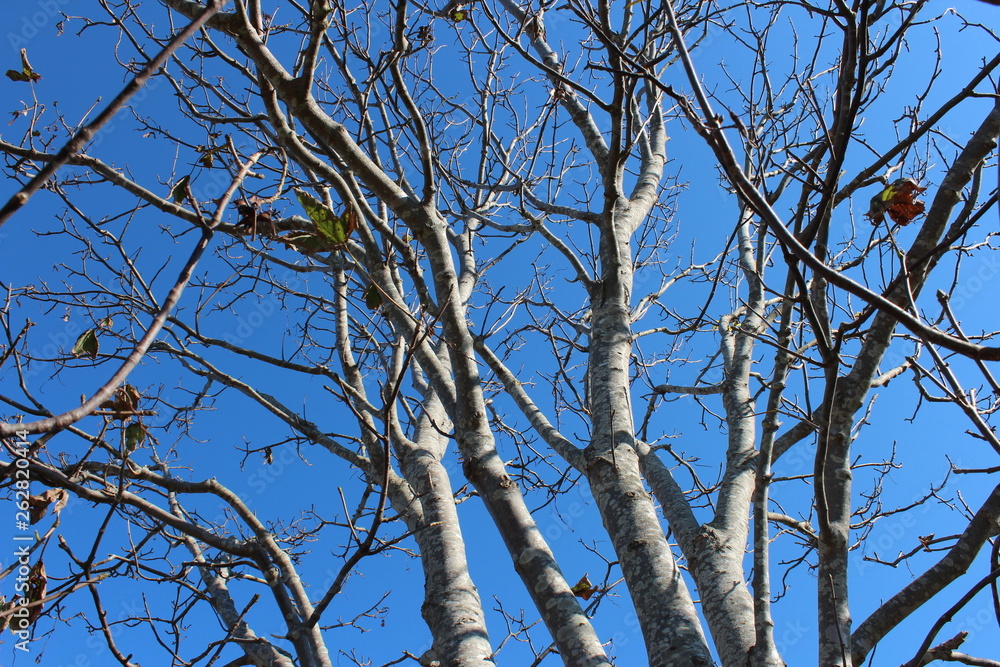 Obraz premium Tree Tops