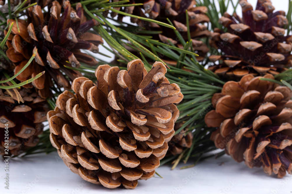 Brown pine cone isolated on white background Brown pine cone isolated on white background