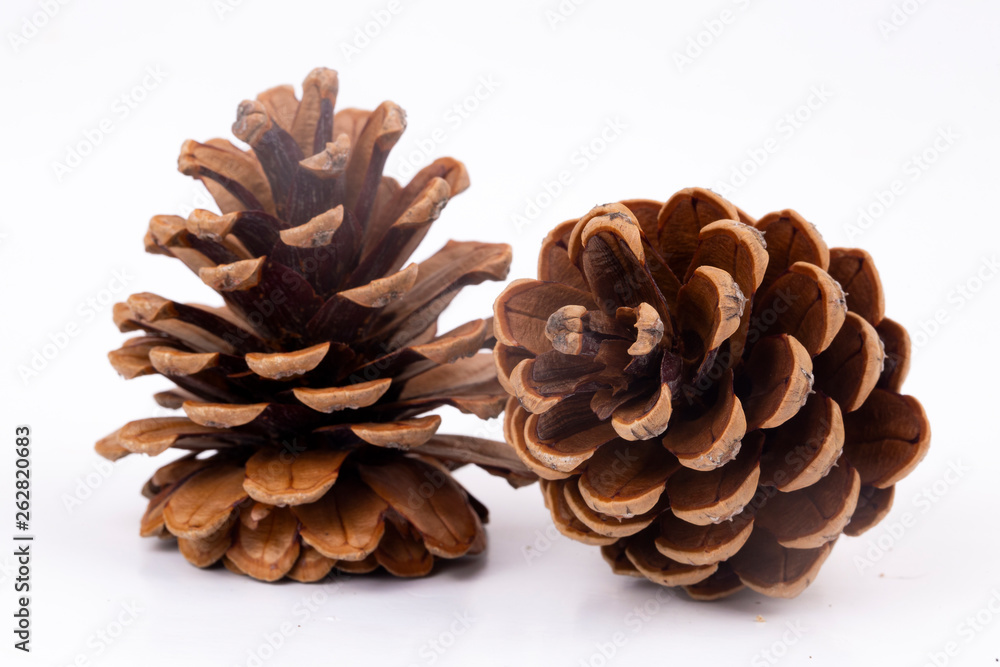 Brown pine cone isolated on white background Brown pine cone isolated on white background