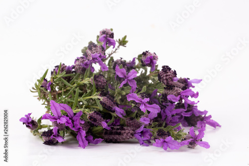 Lavandula Stoechas  French lavender  Spanish Lavender  Topped Lavender   isolated on white