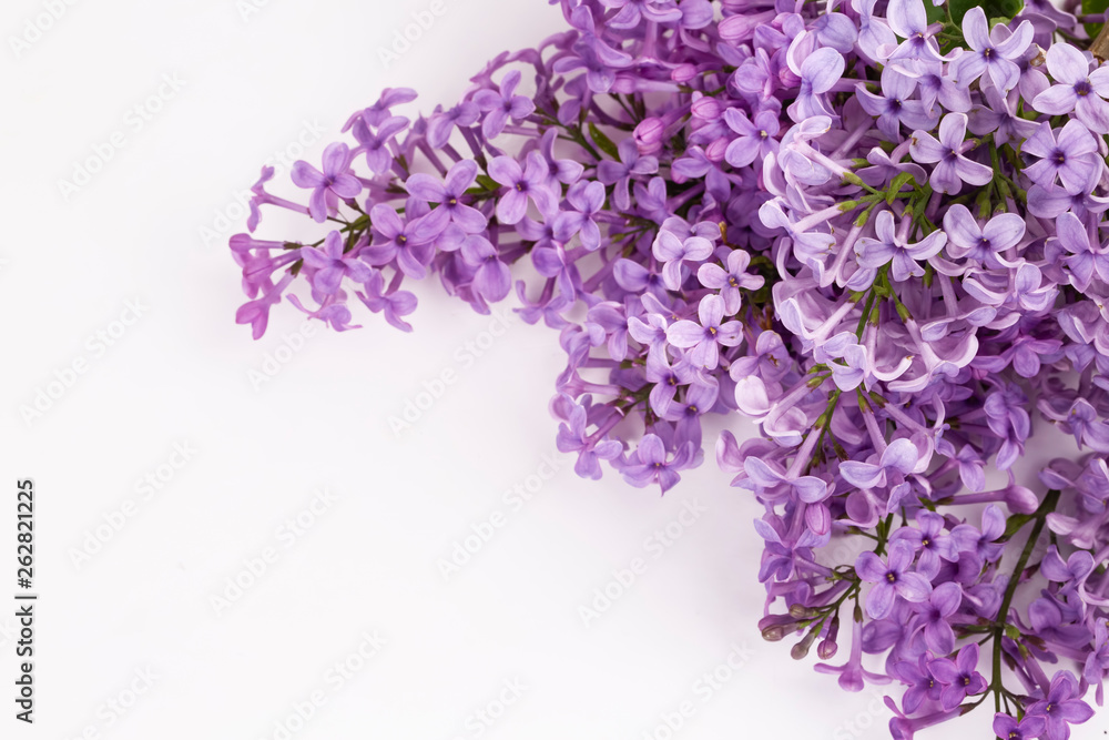 Lilac flowers isolated on a white background Lilac flowers isolated on a white background