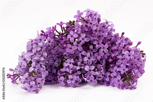 Lilac flowers isolated on a white background