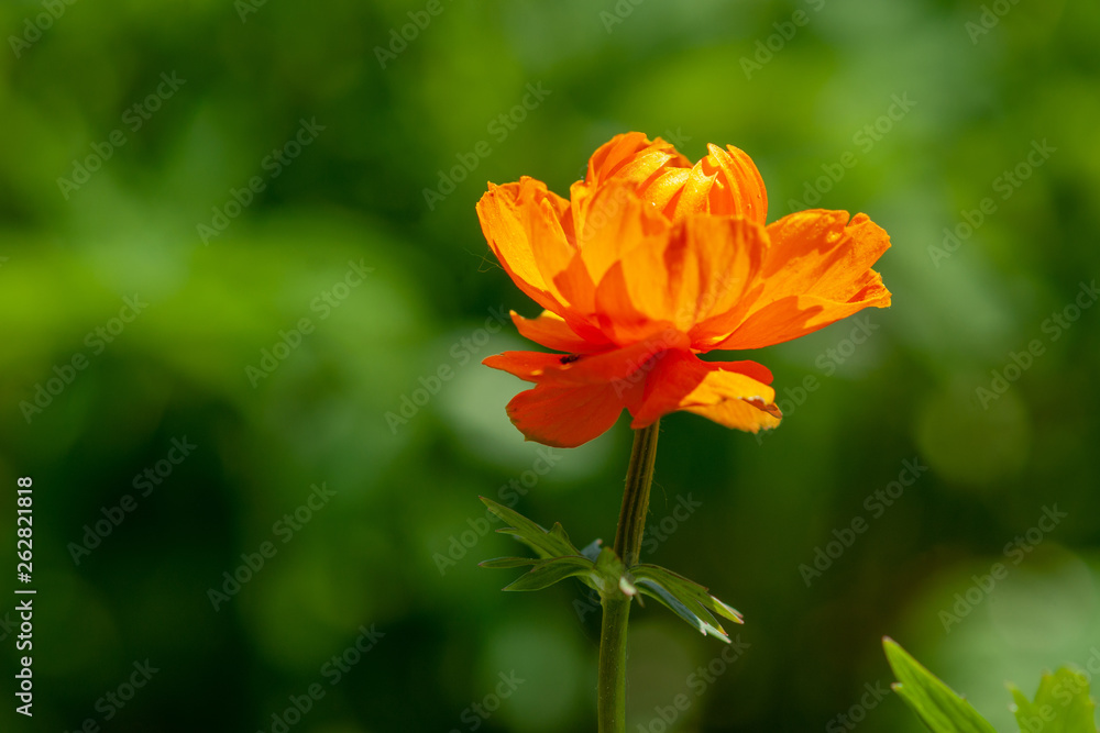 Bright orange ball flower on a green background Bright orange ball flower on a green background