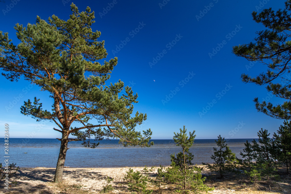 Pines on the shore of the Baltic Sea. Beach background. Kurzeme, Latvia