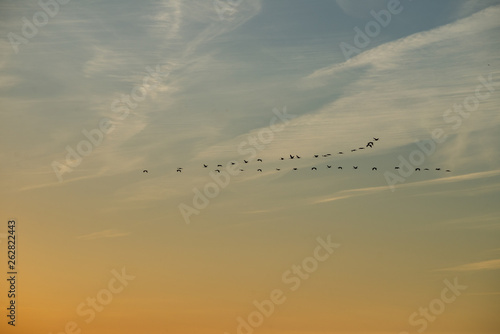 Klucz lecących żurawi (grus grus) na słonecznym niebie o zachodzie słońca. Biebrzański Park Narodowy, Polska. © Szymon Gryko