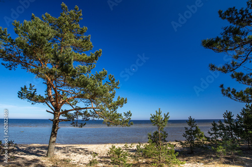 Fototapeta Naklejka Na Ścianę i Meble -  Pines on the shore of the Baltic Sea. Beach background. Kurzeme, Latvia