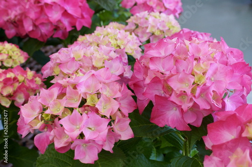 Hydrangea macrophylla flower