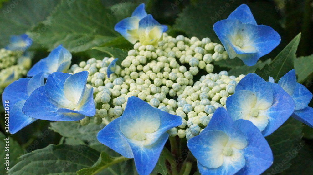 Hydrangea macrophylla flower