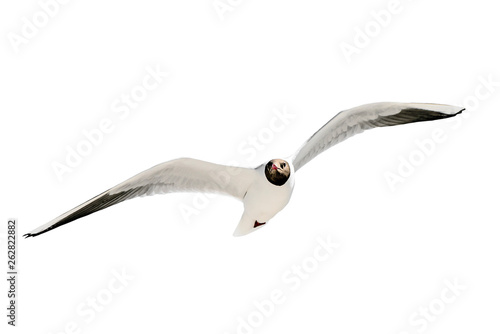 Eine Lachmöwe im Flug - freigestellt