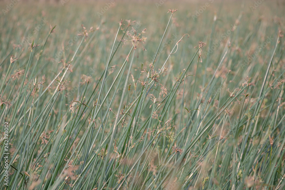 Selective focus of the green sedges field background.Beautiful green sedges on paddy field.Also known sedges include the water Chestnut(Eleocharis dulcis) and the Papyrus sedge(Cyperus papyrus) Selective focus of the green sedges field background.Beautiful green sedges on paddy field.Also known sedges include the water Chestnut(Eleocharis dulcis) and the Papyrus sedge(Cyperus papyrus)