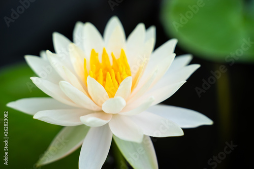 White lotus with green lotus leaf in the water