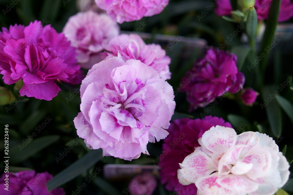Carnation pink flower