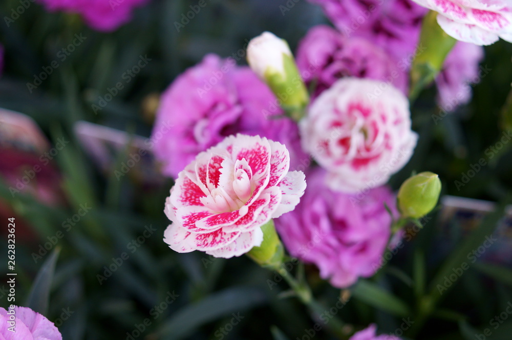 Carnation pink flower Carnation pink flower