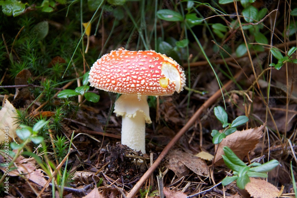 Mushroom in the forest in Norway Mushroom in the forest in Norway