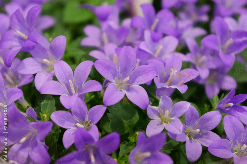 Fototapeta premium Campanula portenschlagiana Schult