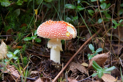 Mushroom in the forest in Norway