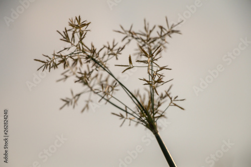  Selective focus of the green sedges field background.Beautiful green sedges on paddy field.Also known sedges include the water Chestnut(Eleocharis dulcis) and the Papyrus sedge(Cyperus papyrus)