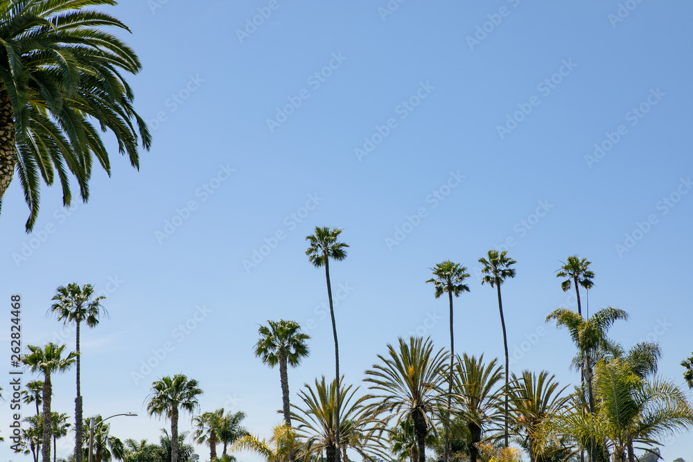 Obraz premium palm trees against blue sky