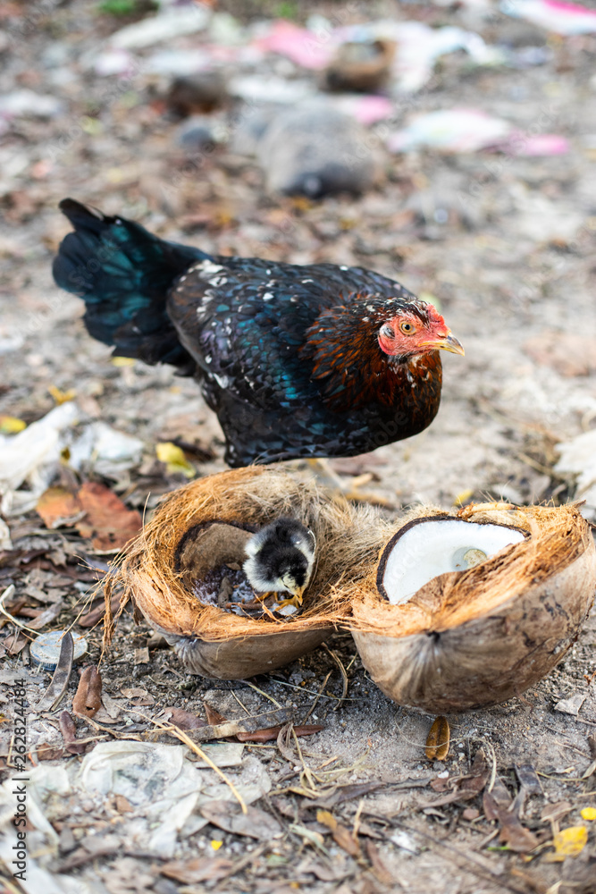 Fototapeta premium The chicken family is looking for food.