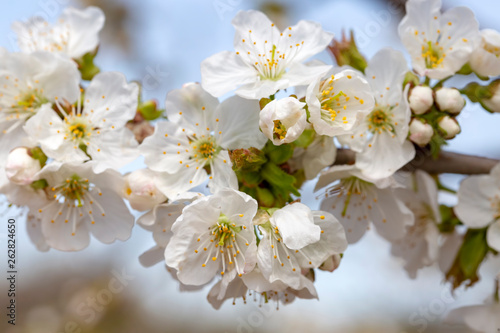 Fototapeta Naklejka Na Ścianę i Meble -  Spring season, apricot tree blossom, natural concept photo.