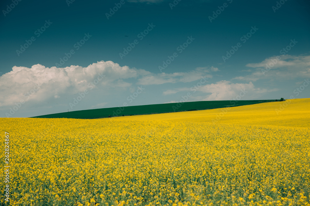 Obraz premium Rape Field