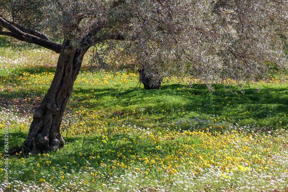 Harvested fresh olives in sacks in a field in Turkey Harvested fresh olives in sacks in a field in Turkey