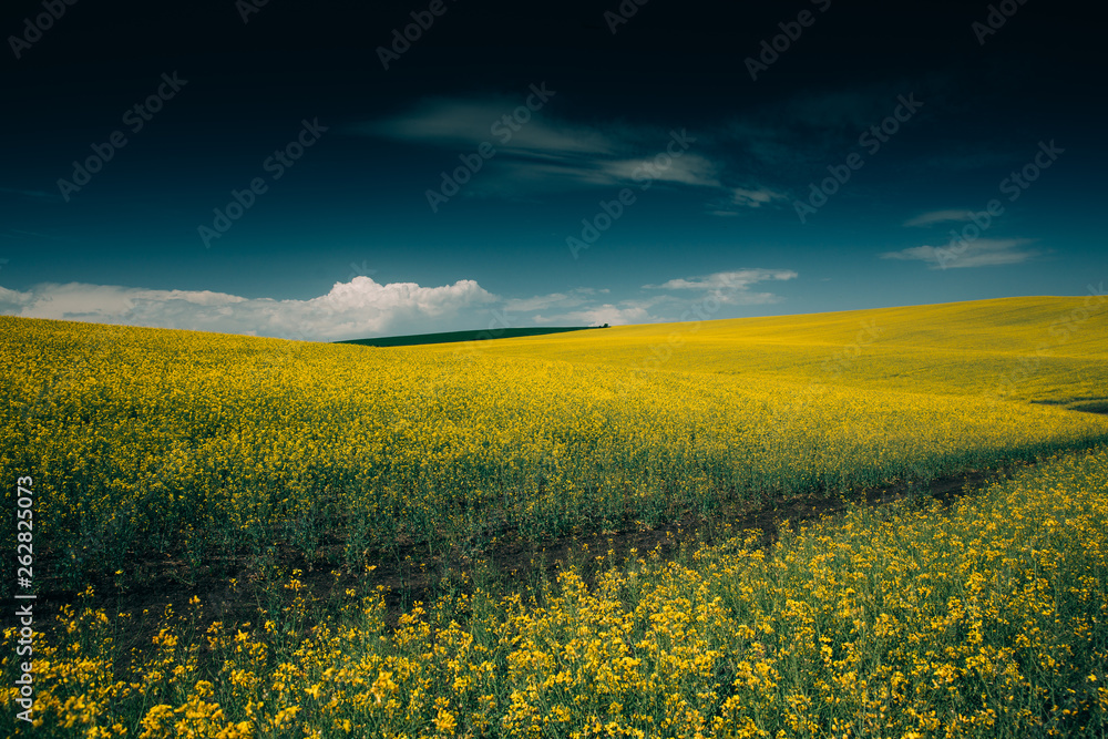 Rape Field