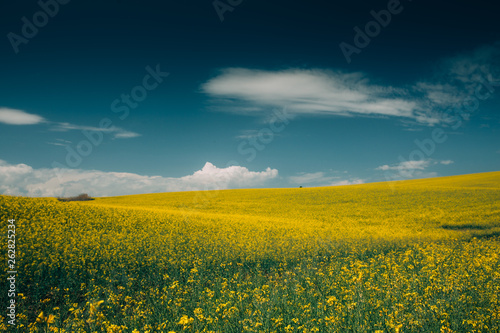 Rape Field