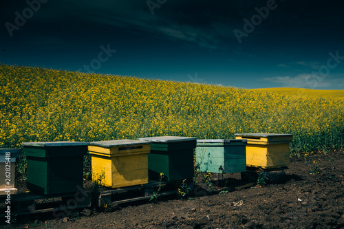 Bee hives in a beautiful rape field