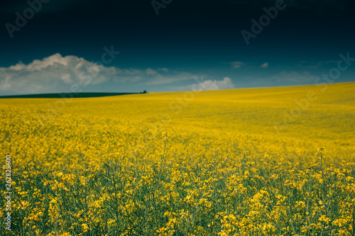 Rape Field