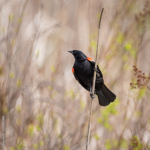 Photography Red winged blackbird perching on vertical grass and singing
