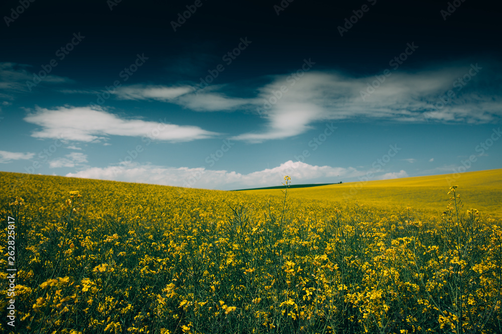 Obraz premium Rape Field