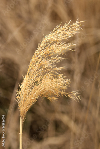 Dry panicle reed