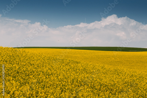 Rape Field