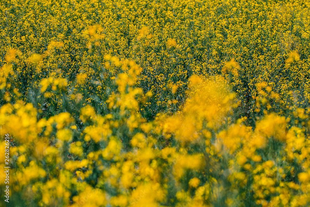 Obraz premium Rape Field