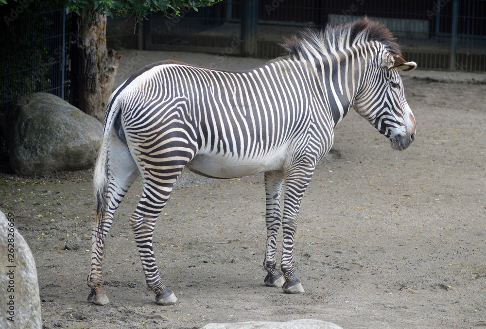 Zebra