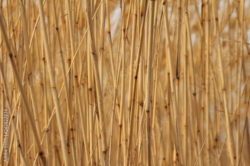 Dry reed stems background
