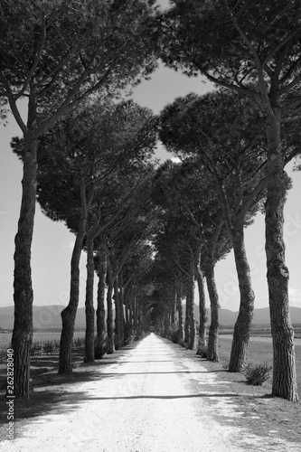 Road among trees in Tuscany, Italy