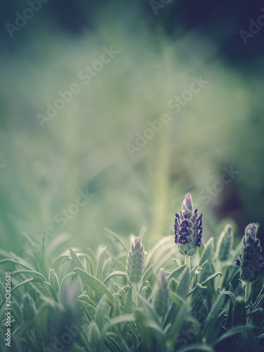 Pretty flower growing in garden photo